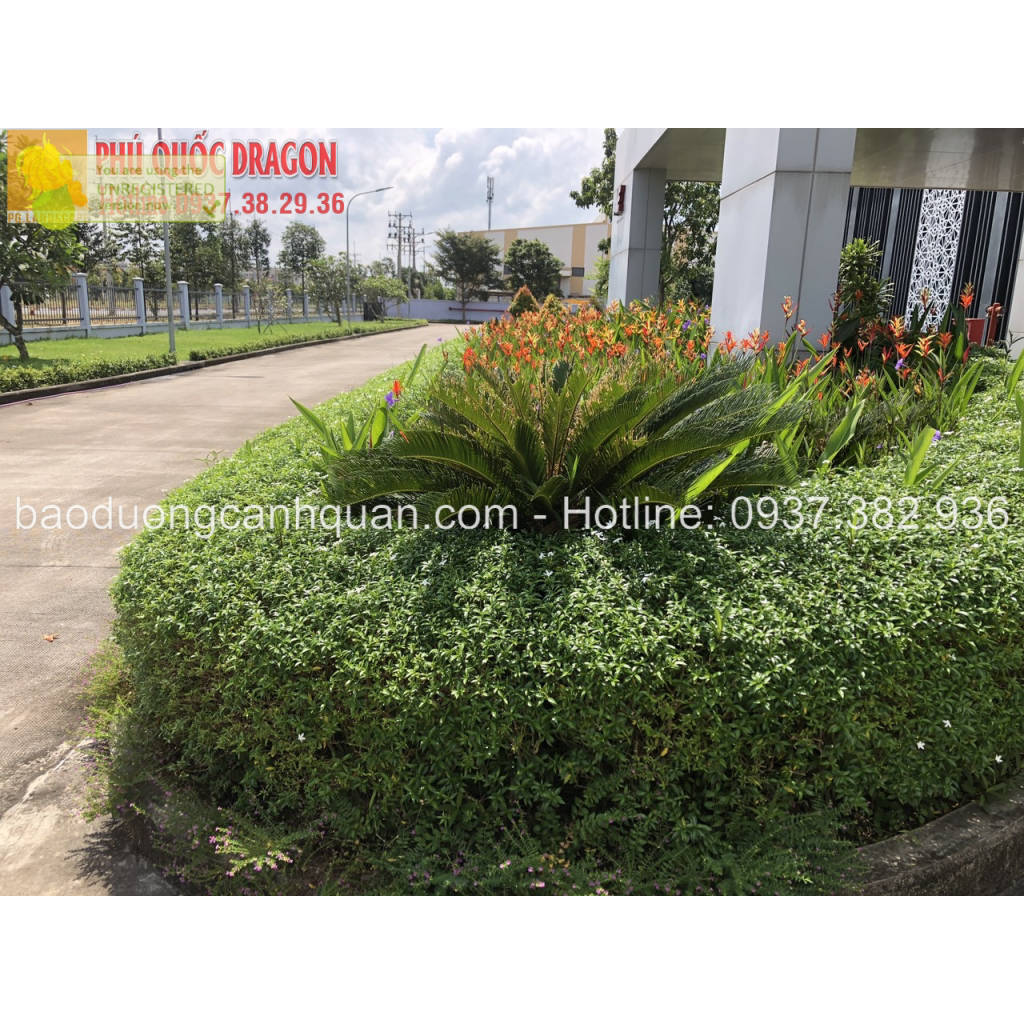 Chăm sóc cảnh quan nhà máy sân vườn ở HCM, Đồng Nai | WebRaoVat - webraovat.net.vn