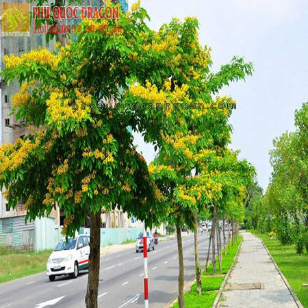 Cung cấp cây xanh công trình SLL ở HCM, Đồng Nai giá rẻ | WebRaoVat - webraovat.net.vn