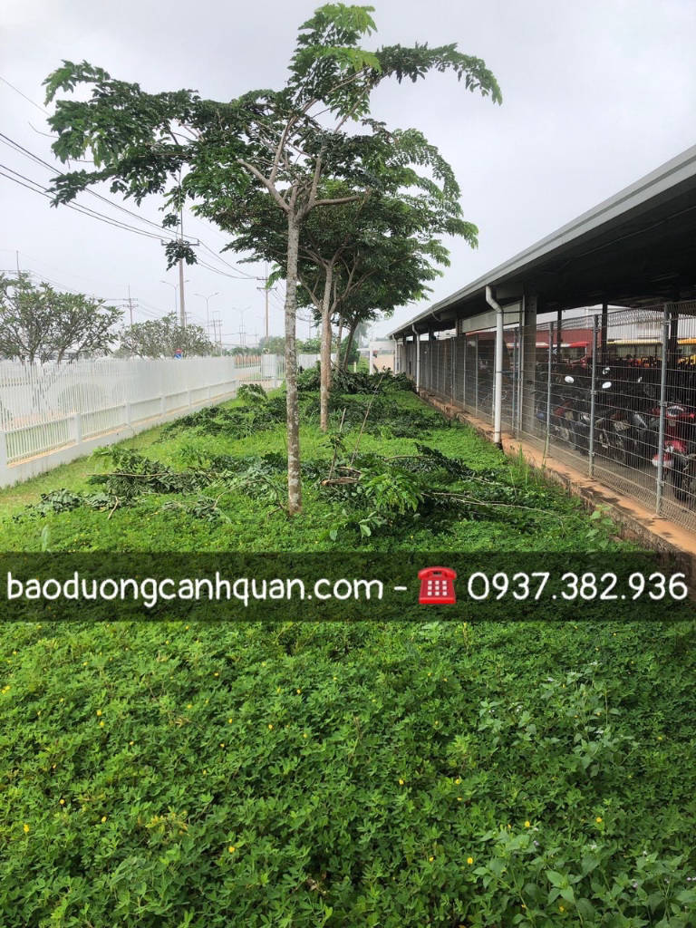 Cắt tỉa cây xanh, hạ chiều cao tán cây ở Đồng Nai, HCM