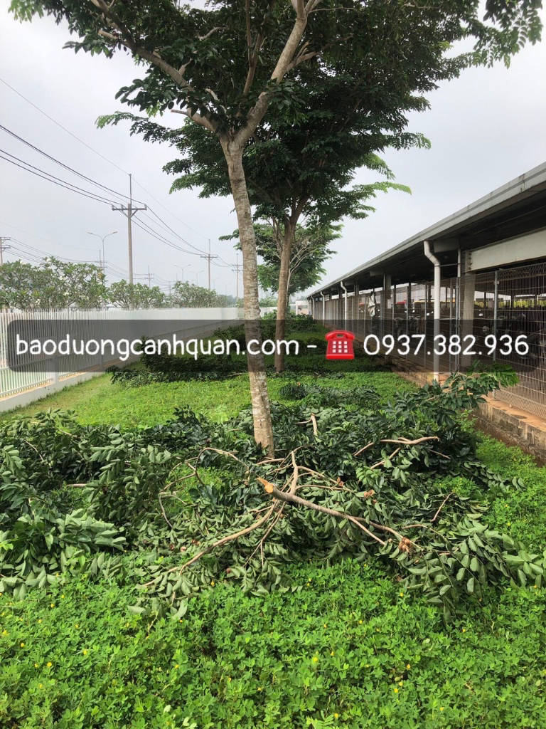 Dịch vụ cắt tỉa cây xanh, hạ tán cây ở Đồng Nai