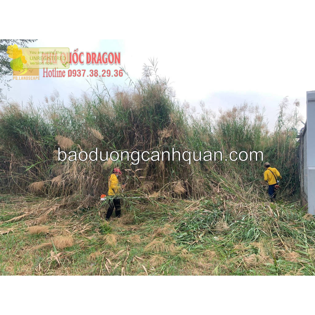 Nhận Cắt Cỏ, Phát Quang Khuôn Viên – Uy Tín, Chuyên Nghiệp | WebRaoVat - webraovat.net.vn