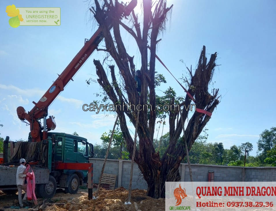 Dịch vụ cắt tỉa cây xanh, chặt cành cây  | WebRaoVat - webraovat.net.vn