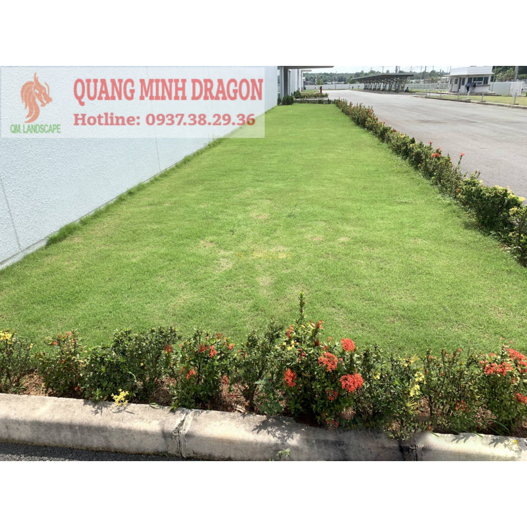Trồng và chăm sóc cỏ đẹp, giá cả phải chăng | WebRaoVat - webraovat.net.vn