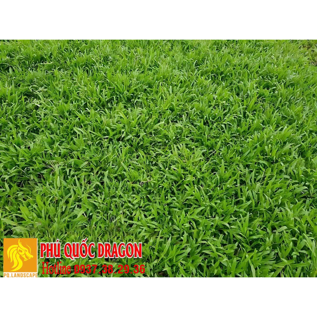 Dịch Vụ Trồng Cỏ Sân Vườn Giá Tốt ở HCM, Đồng Nai | WebRaoVat - webraovat.net.vn